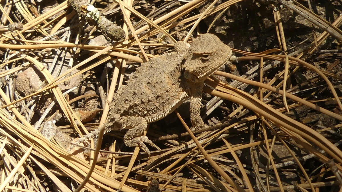 Horned Lizard