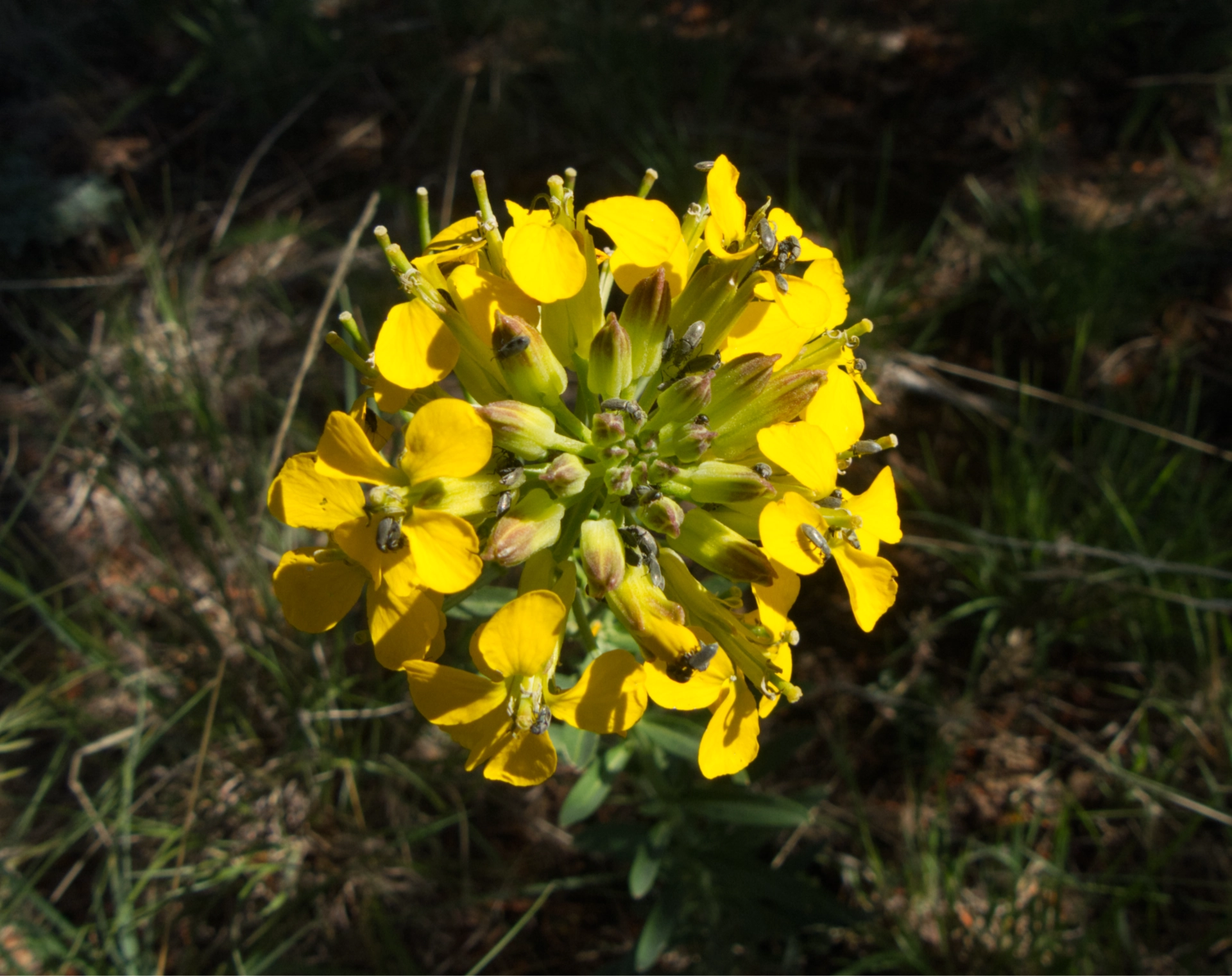 Western Wallflower