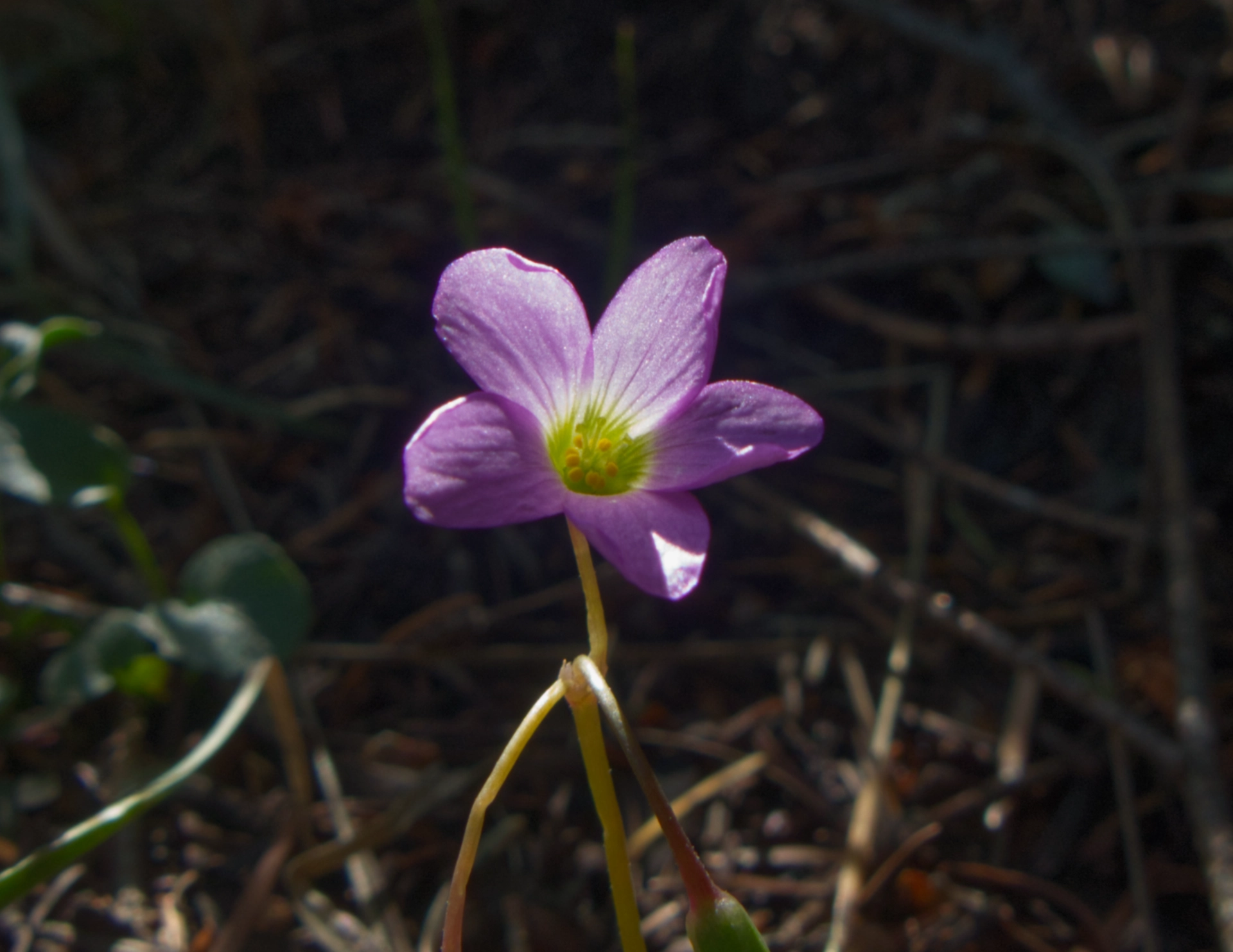 Metcalfe's Woodsorrel