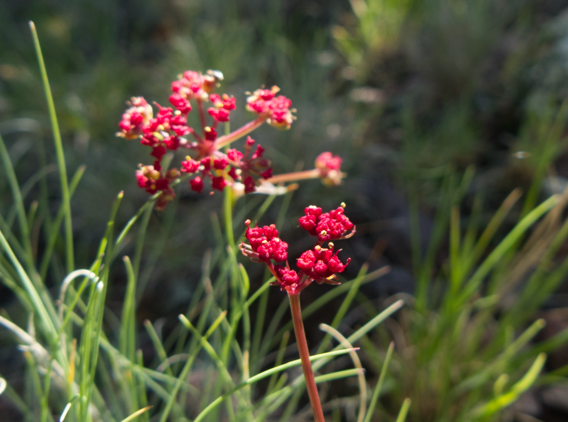 Alpine False Springparsley 