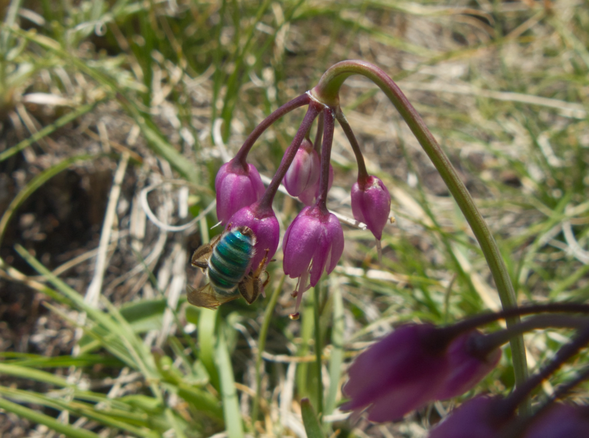 Angeles Striped Sweat Bee on a Nodding Onion