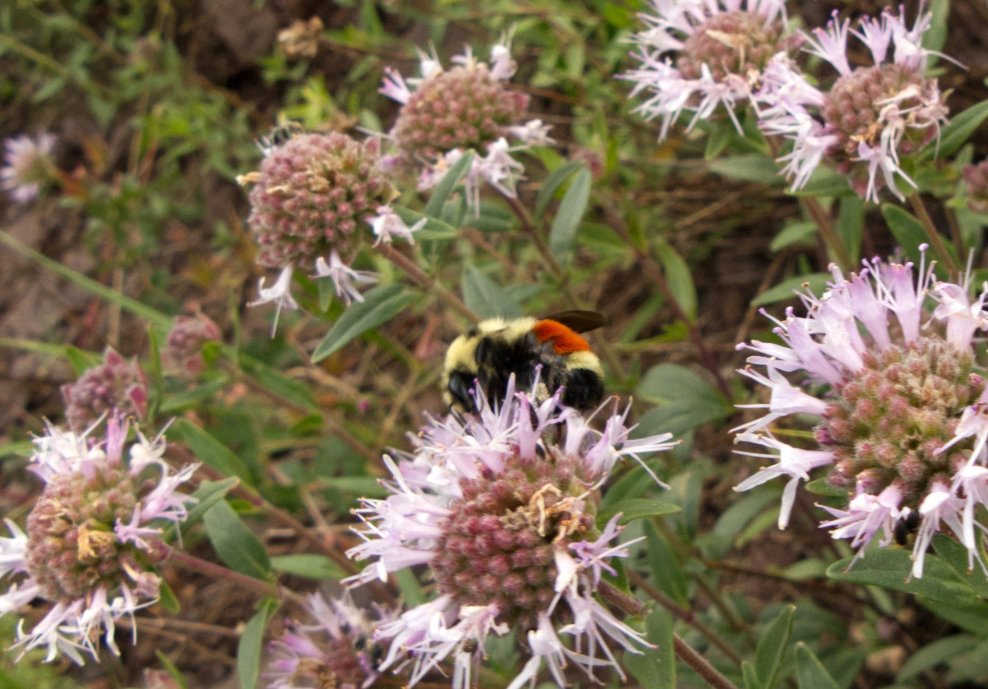 Bumble Bee on Bergamot