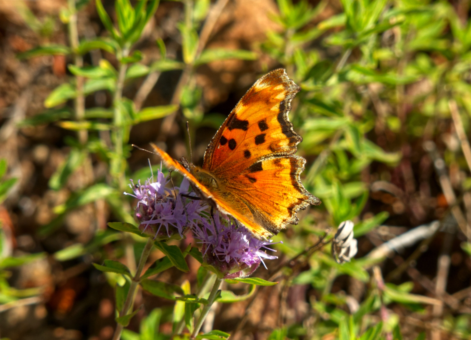 Hoary Comma Butterfly