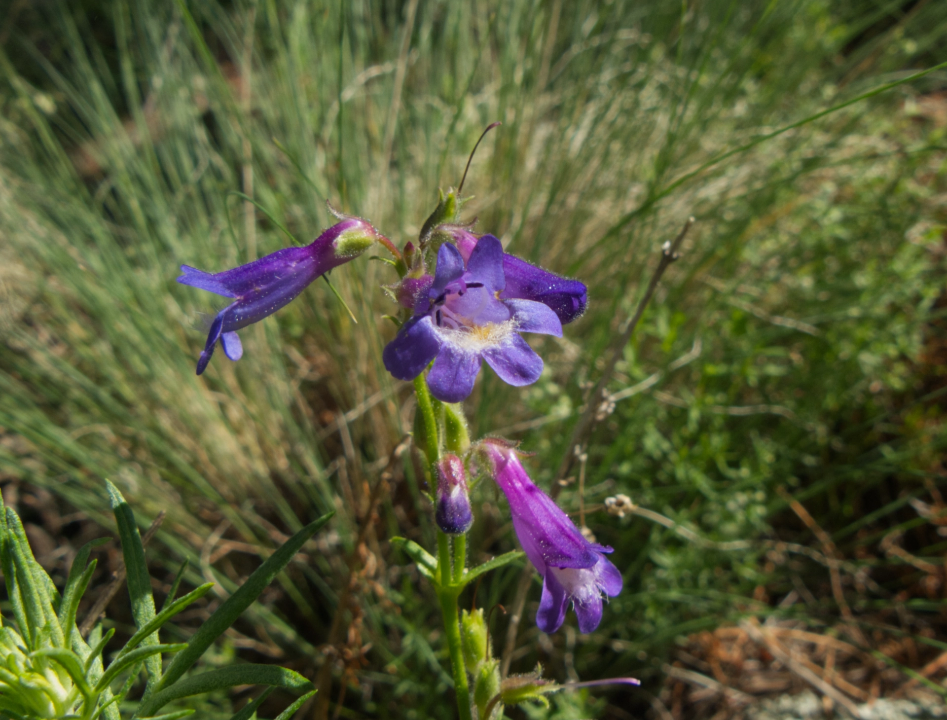 Apache Beardtongue