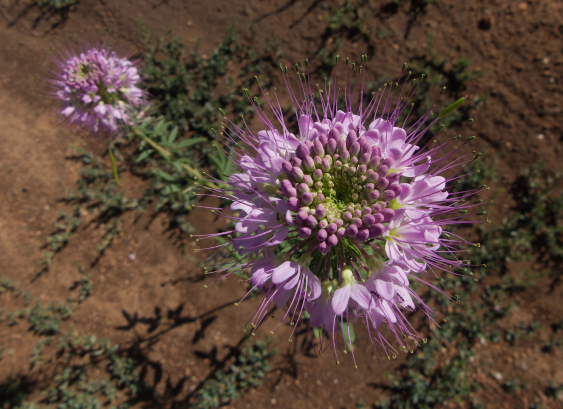 Rocky Mountain Beeplant