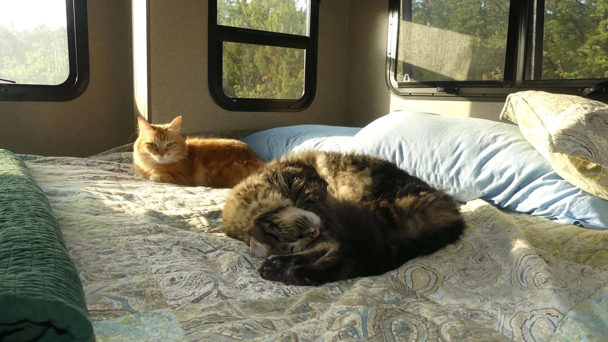 RV cats