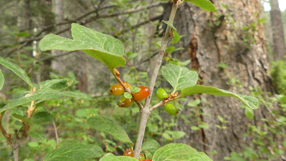 Canadian Buffaloberry