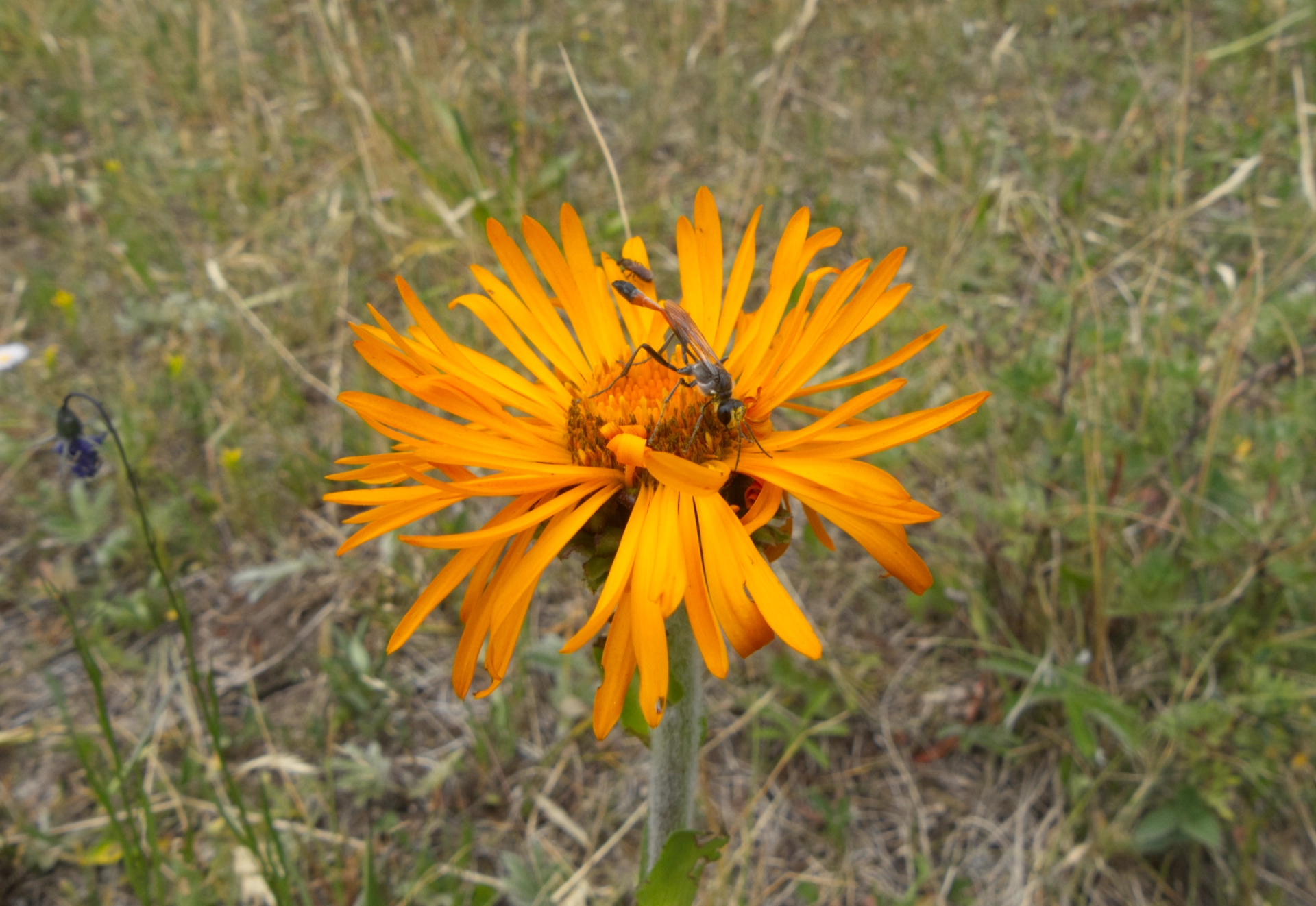 Curlyhead goldenweed