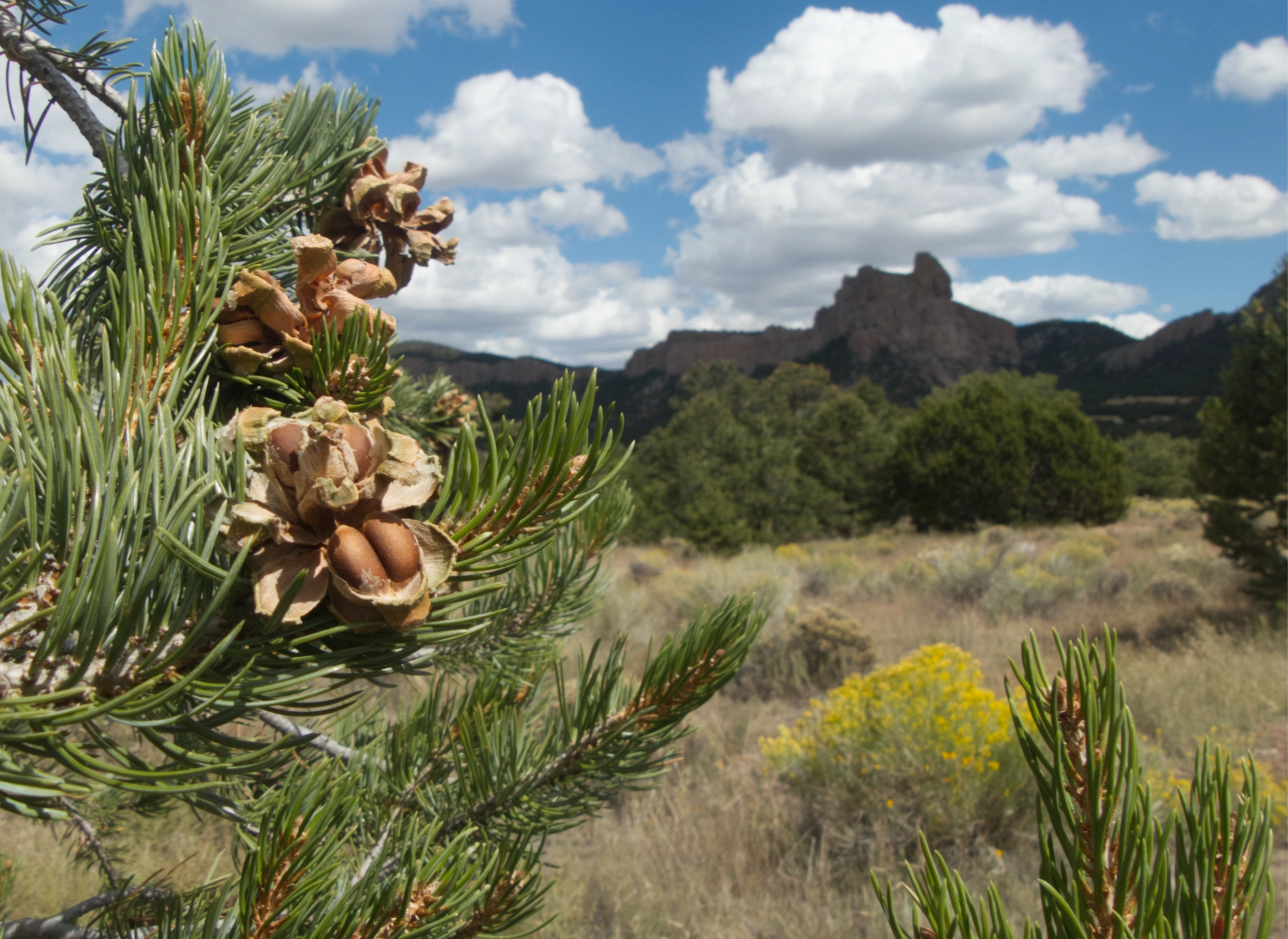 pinon nuts on a branch with mountains in the distance