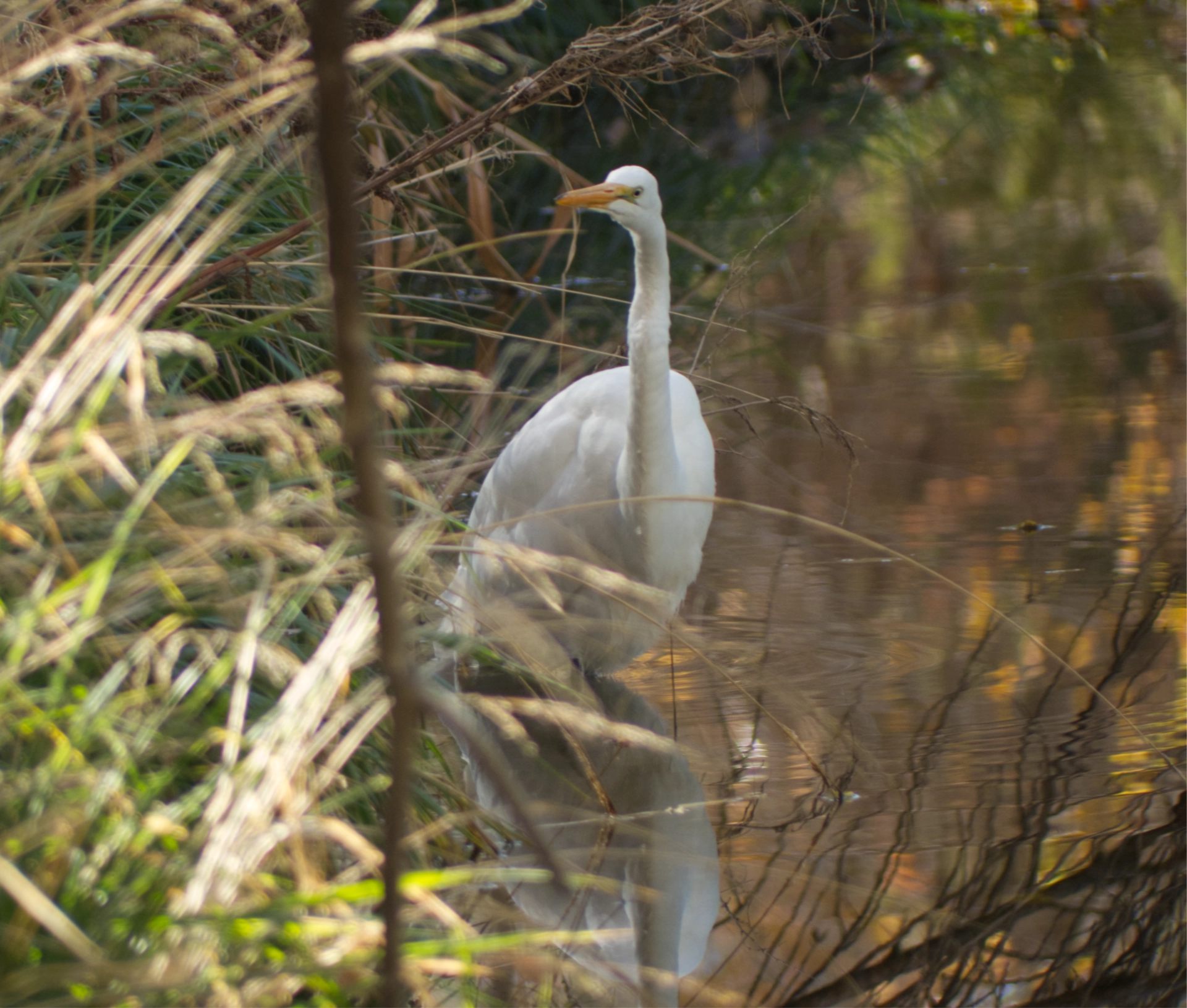 Great Egret