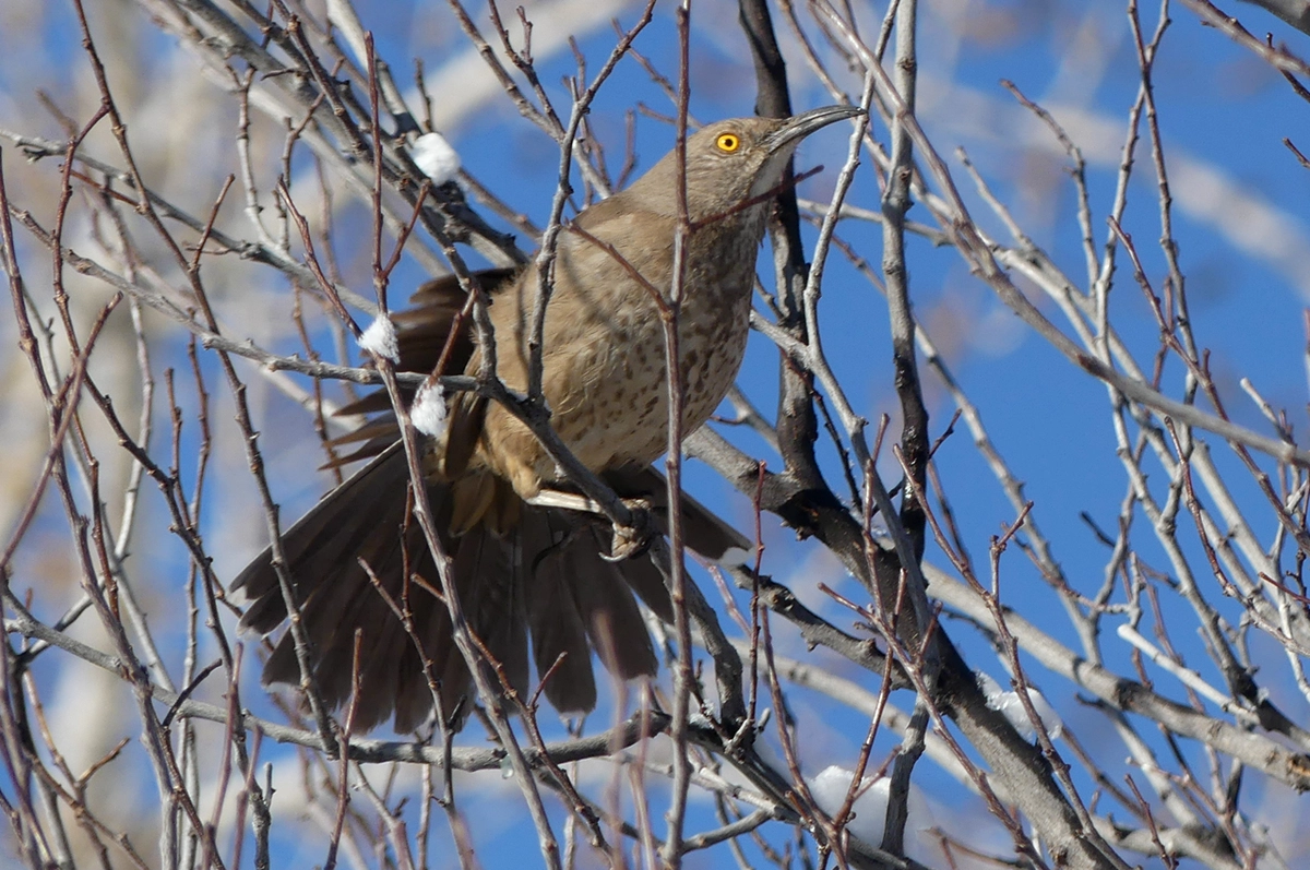 curve-billed thrasher