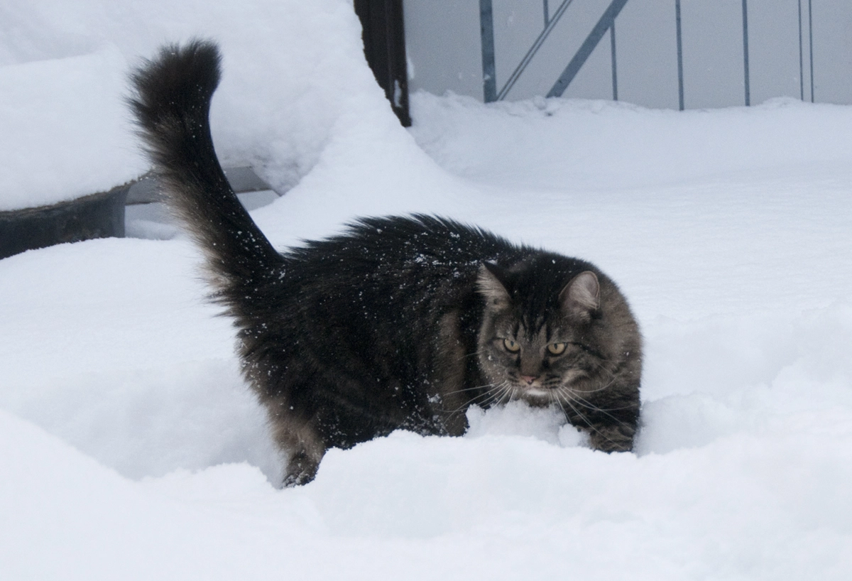 Elio discovers snow