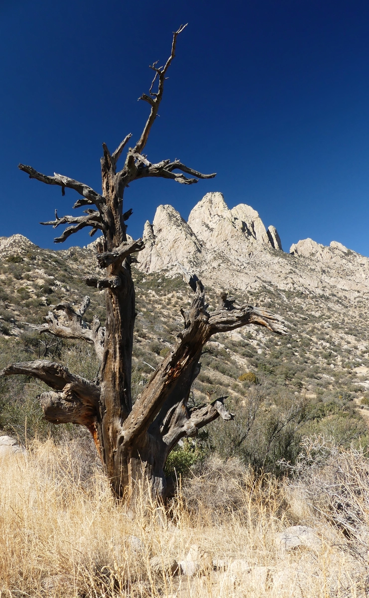 an ancient juniper skeleton