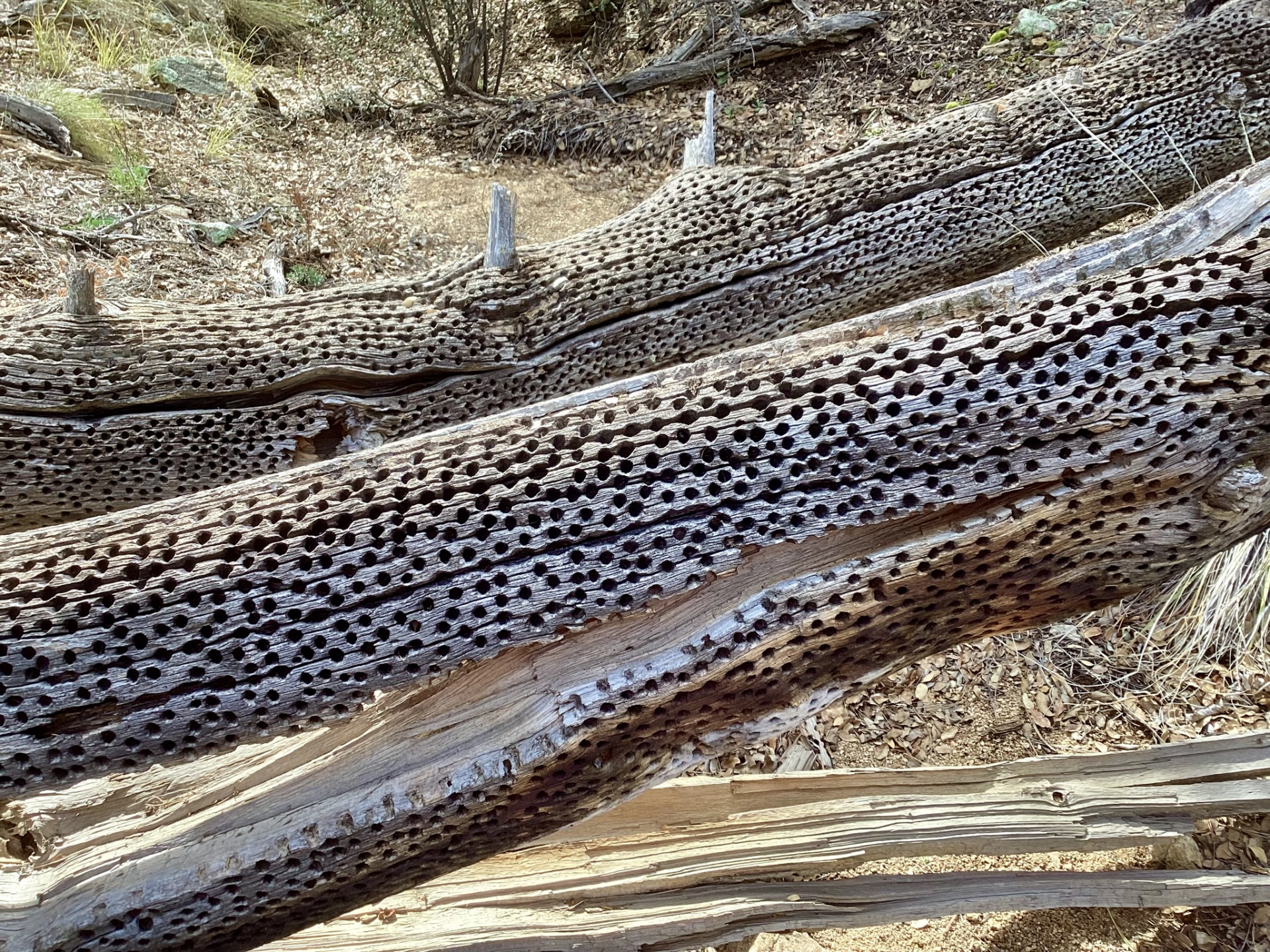 pecked log