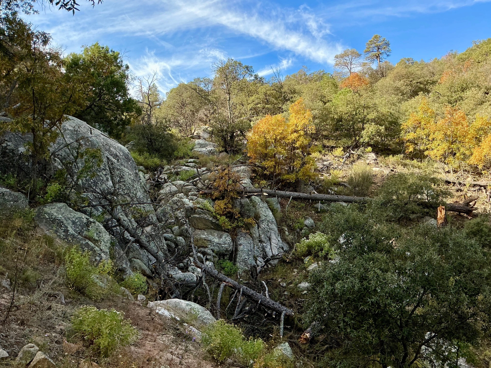 autumn foliage in a side canyon