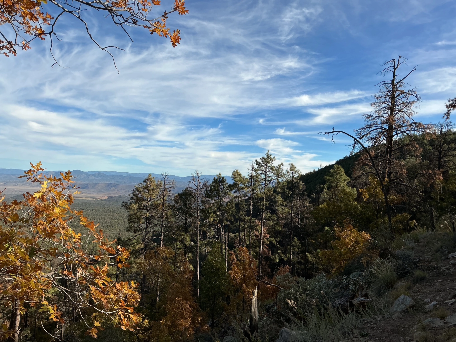 deep blue skies, golden oaks and spikey ponderosa pines