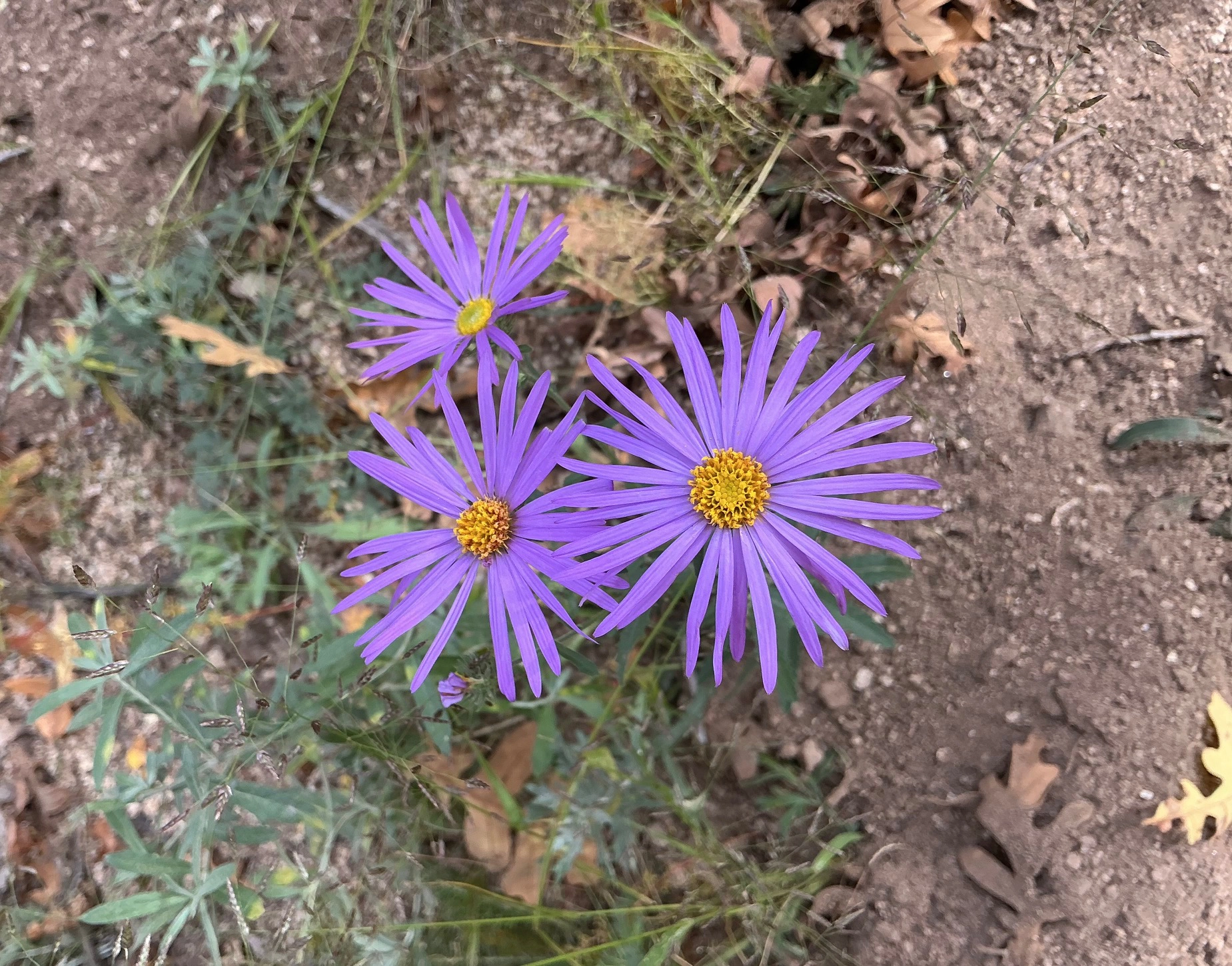 fall tansyaster