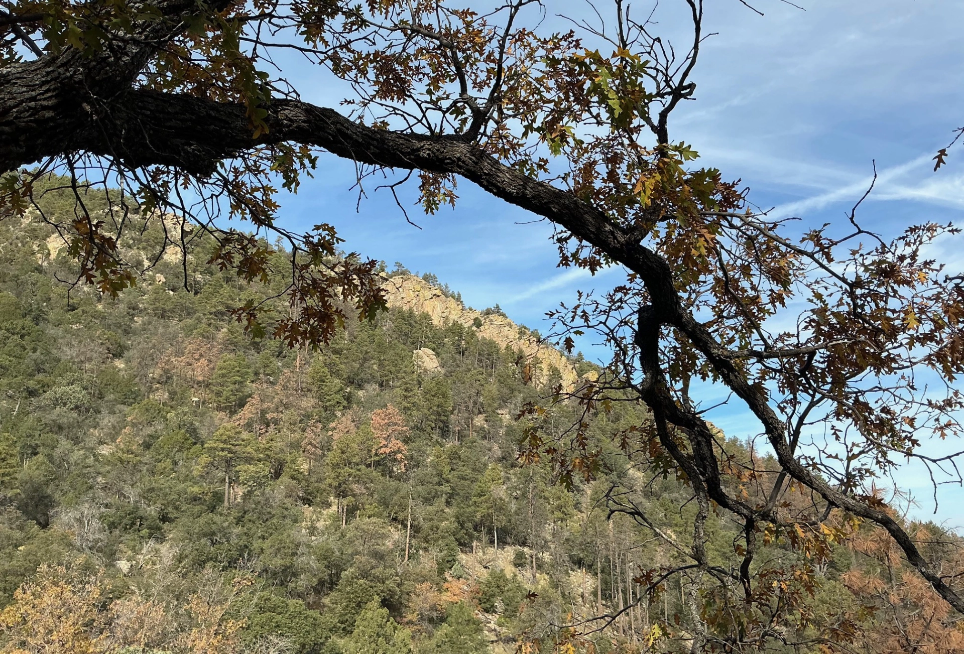 oak branch framing Ferguson Mountain