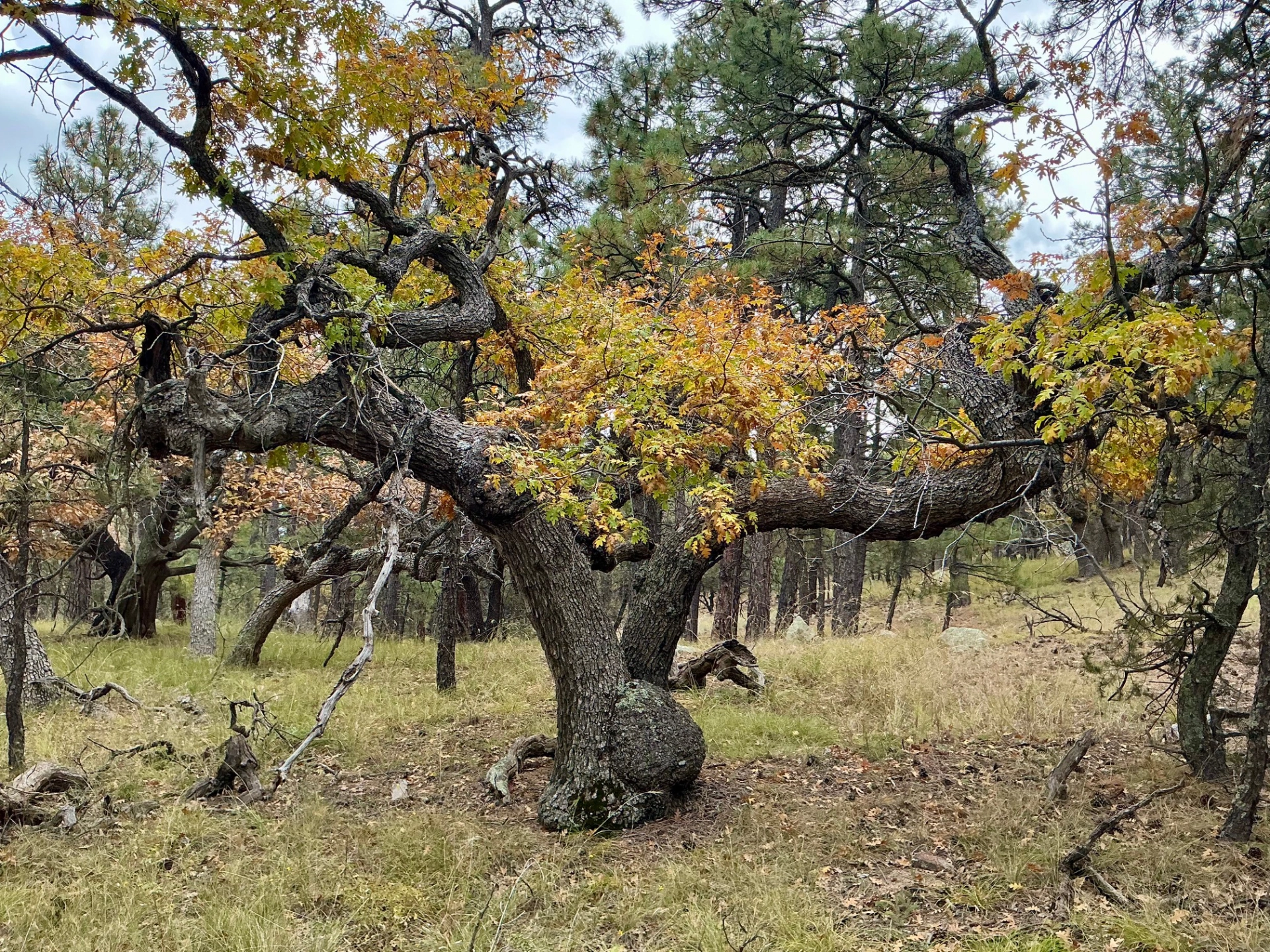 gnarled alligator juniper with a crown of golden foliage