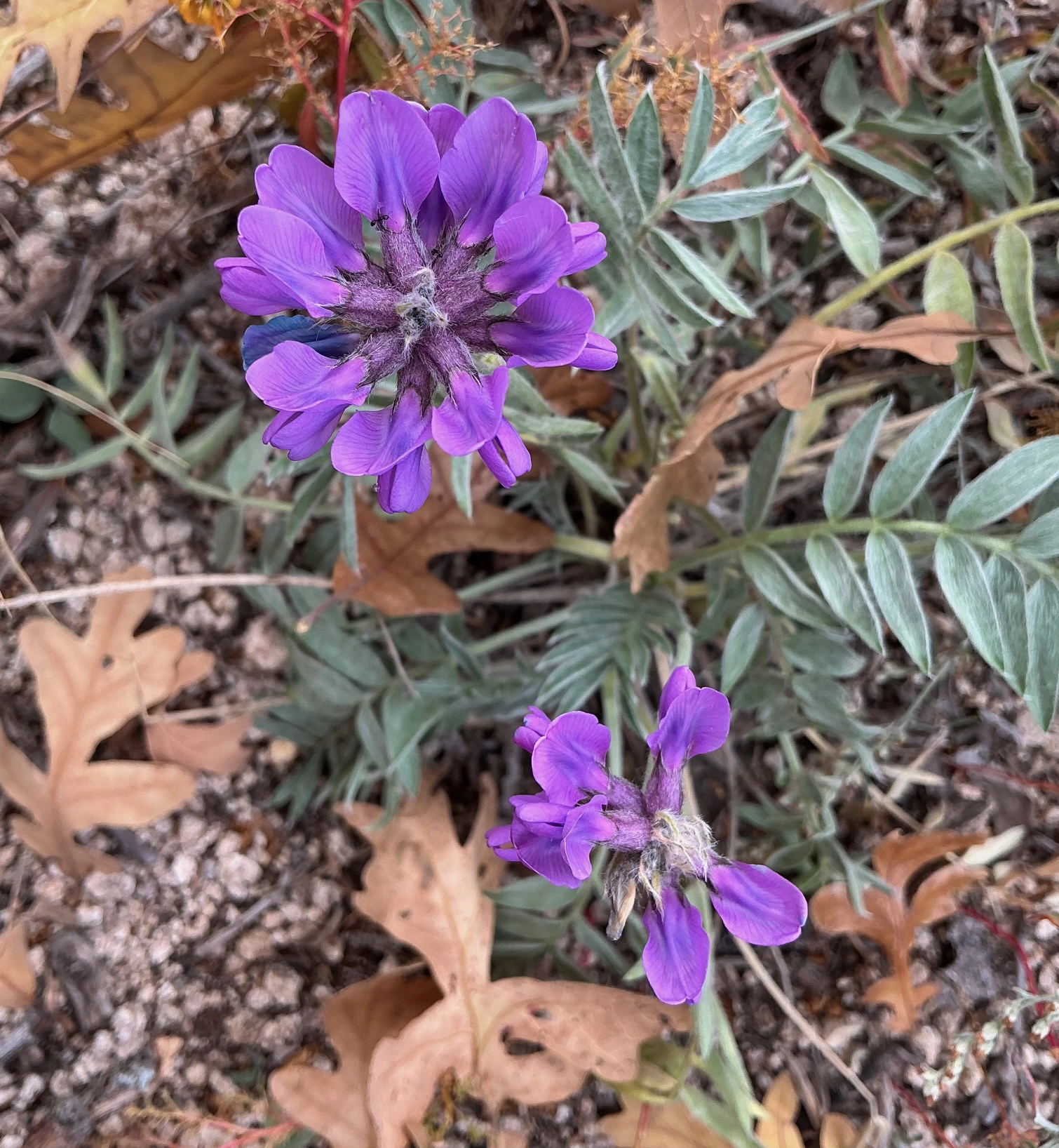 locoweed