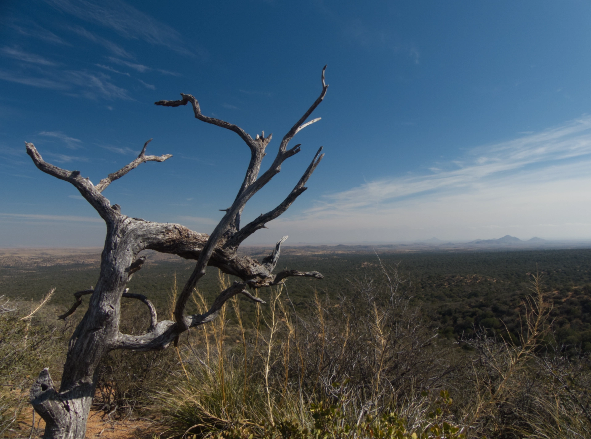 tree skeleton