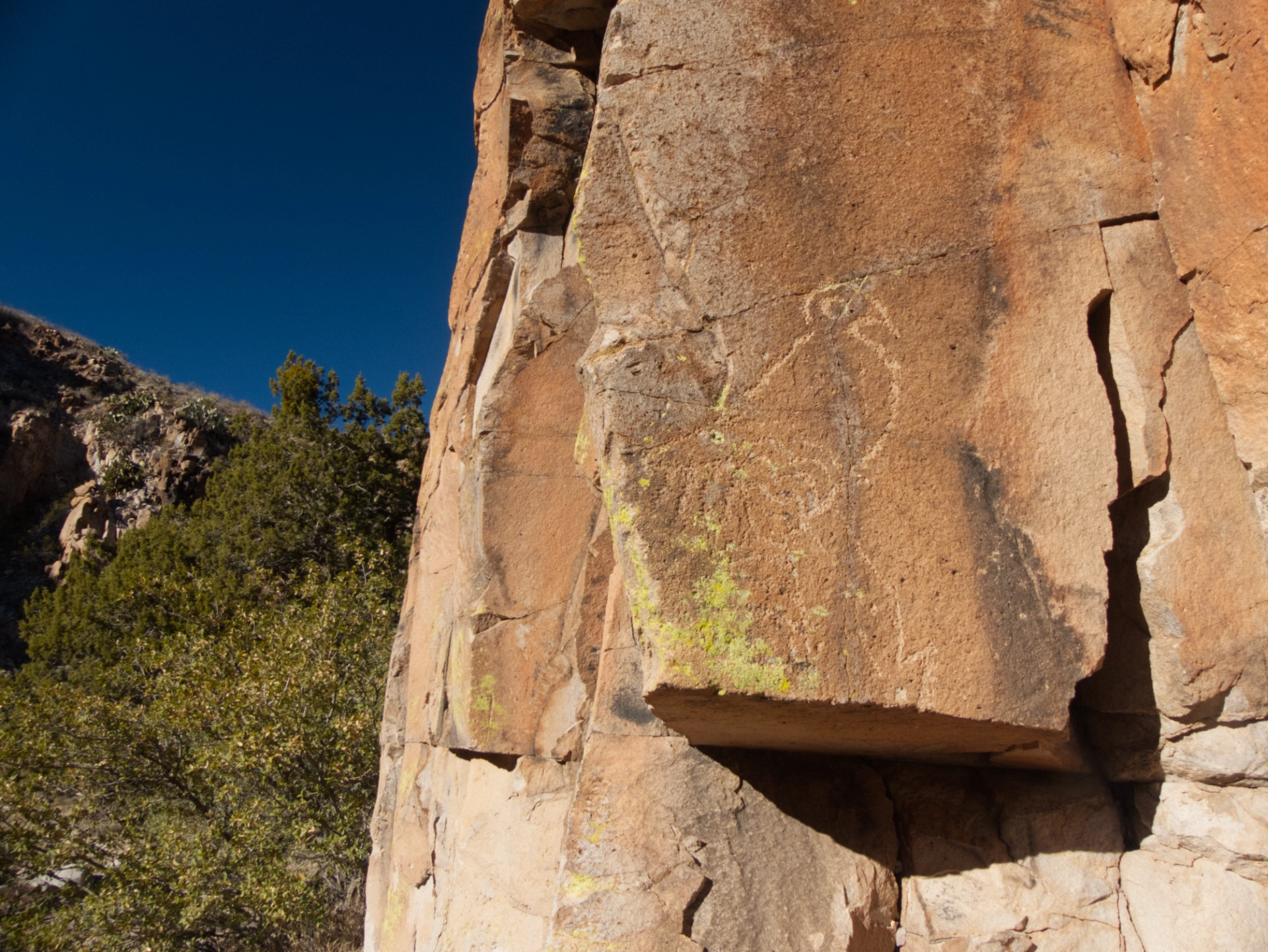 macaw petroglyph