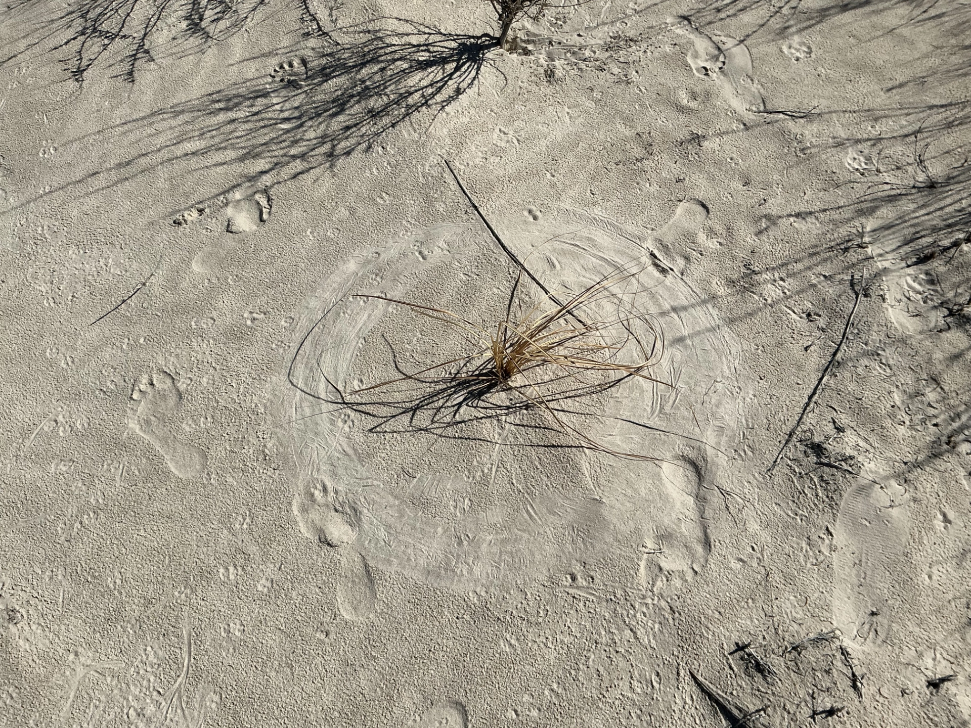 footprints and desert grasses