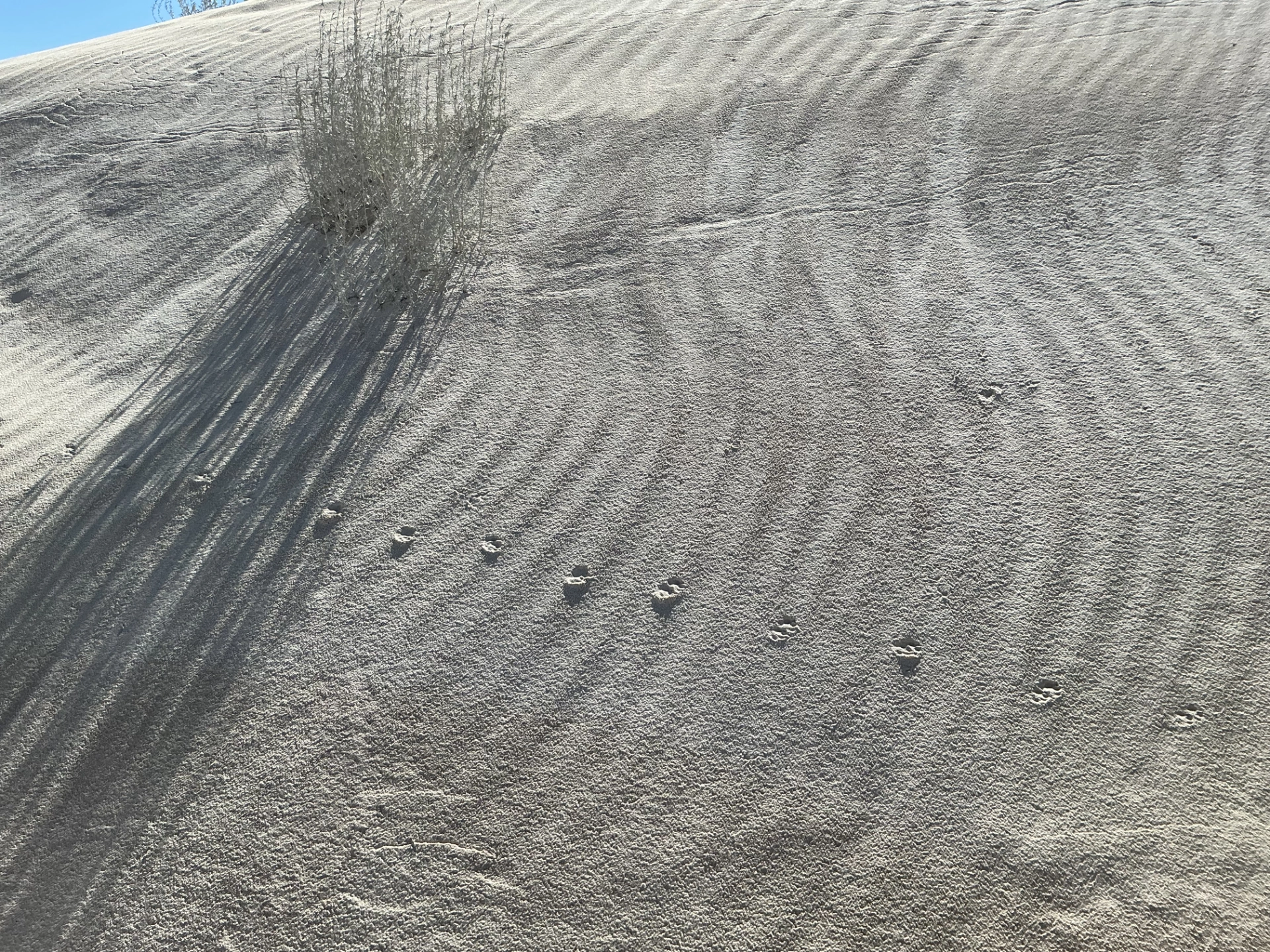 rippled sand and tiny animal trakcs
