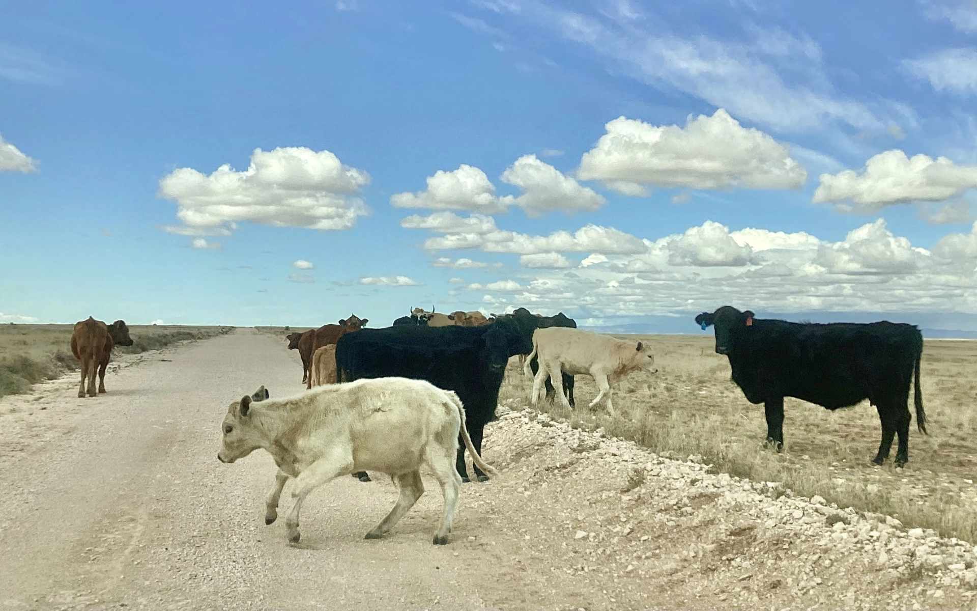 cows coming to greet us on Otero Mesa