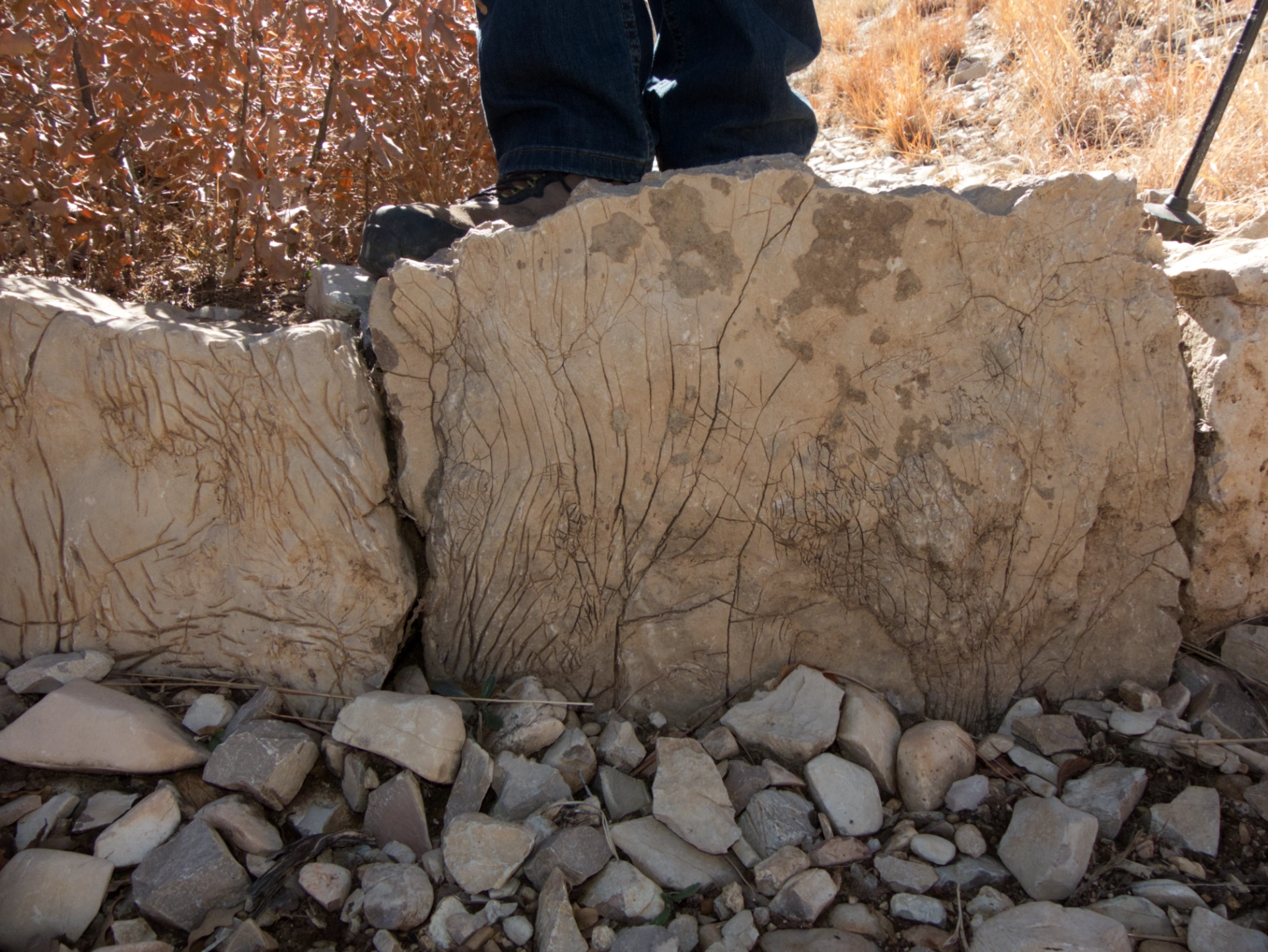 Fine lines on limetone rock