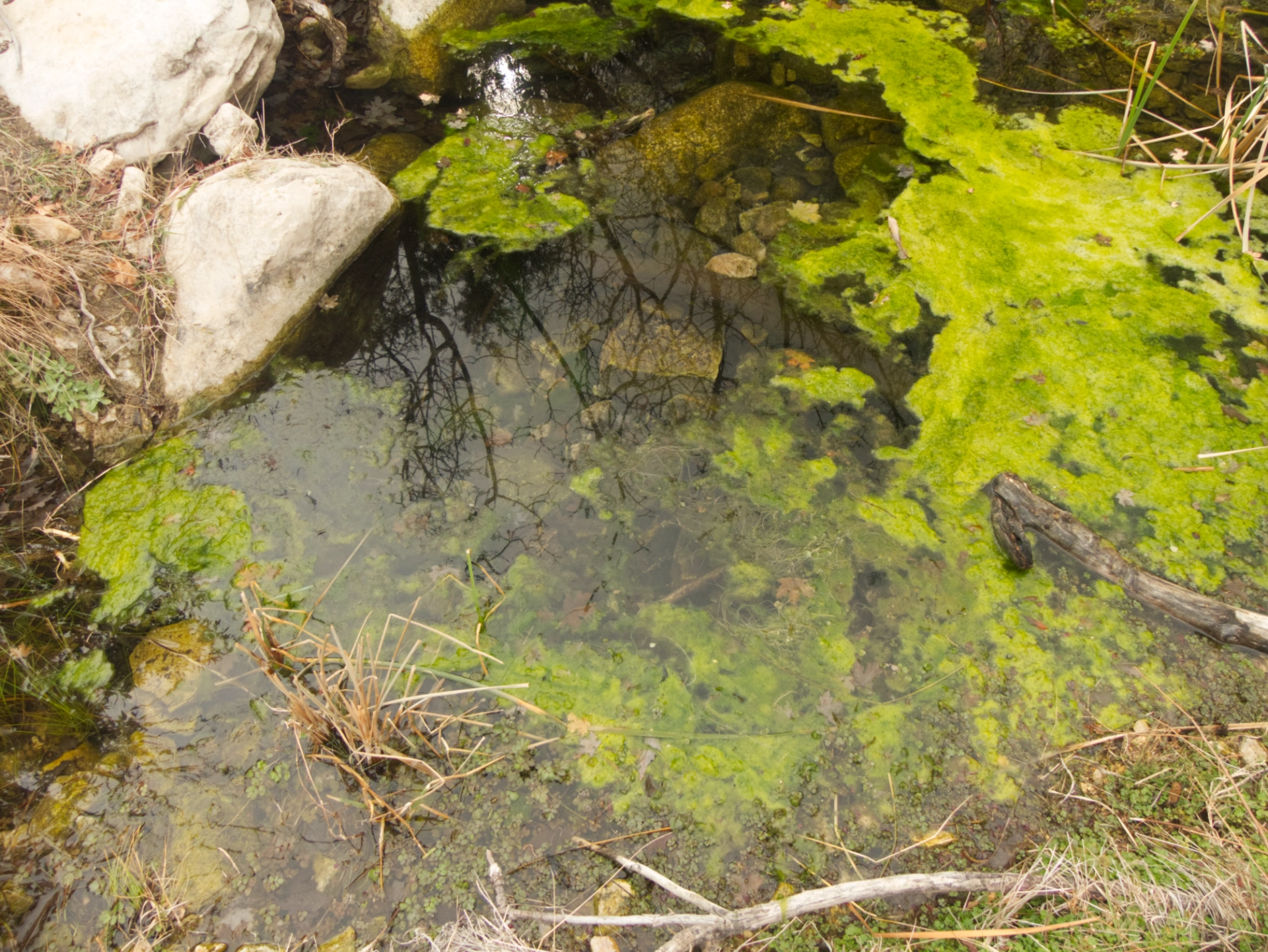 closeup of very green pool in Sitting Bull Canyon
