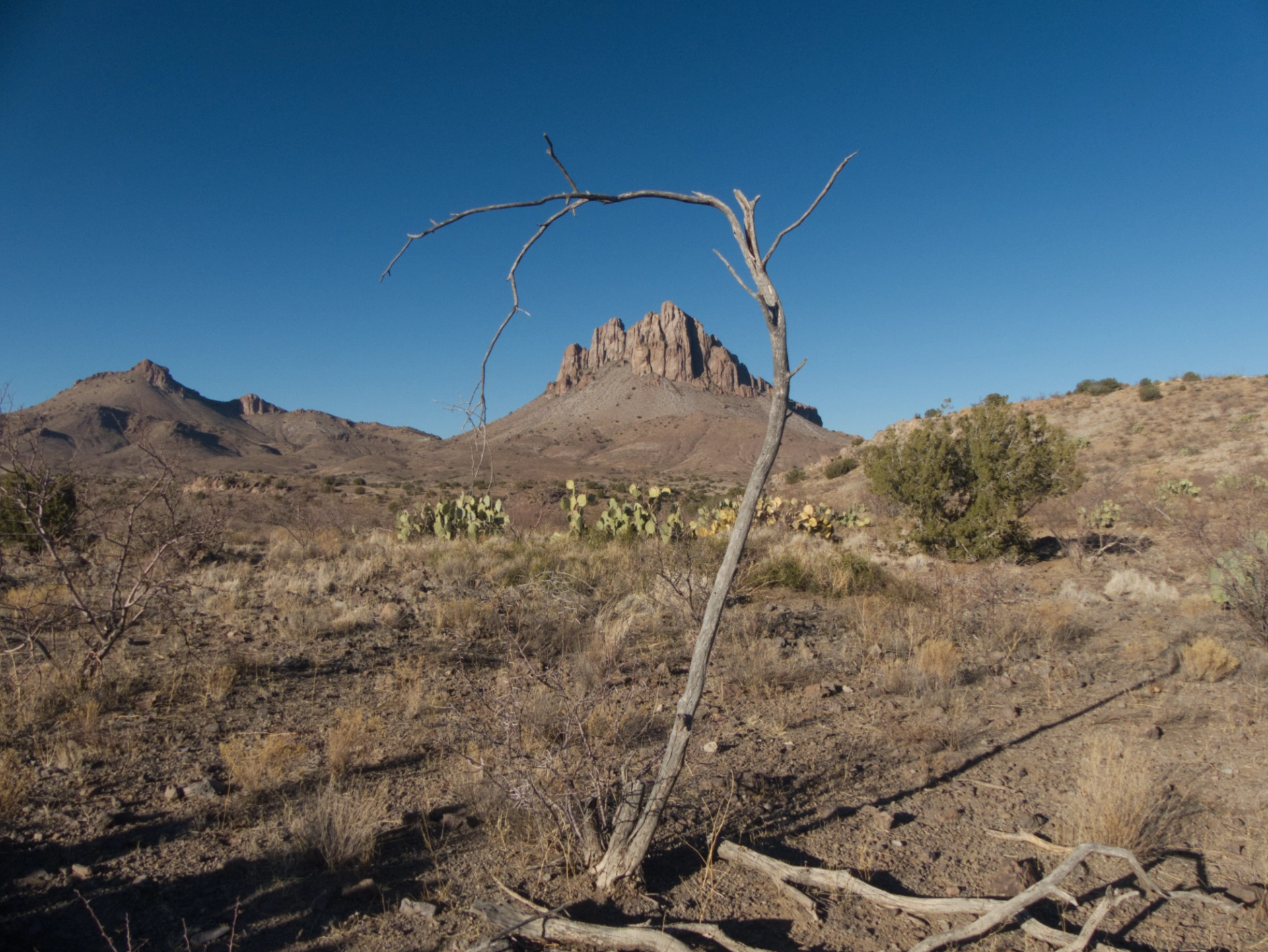 curved branch framing Steeplr Rock