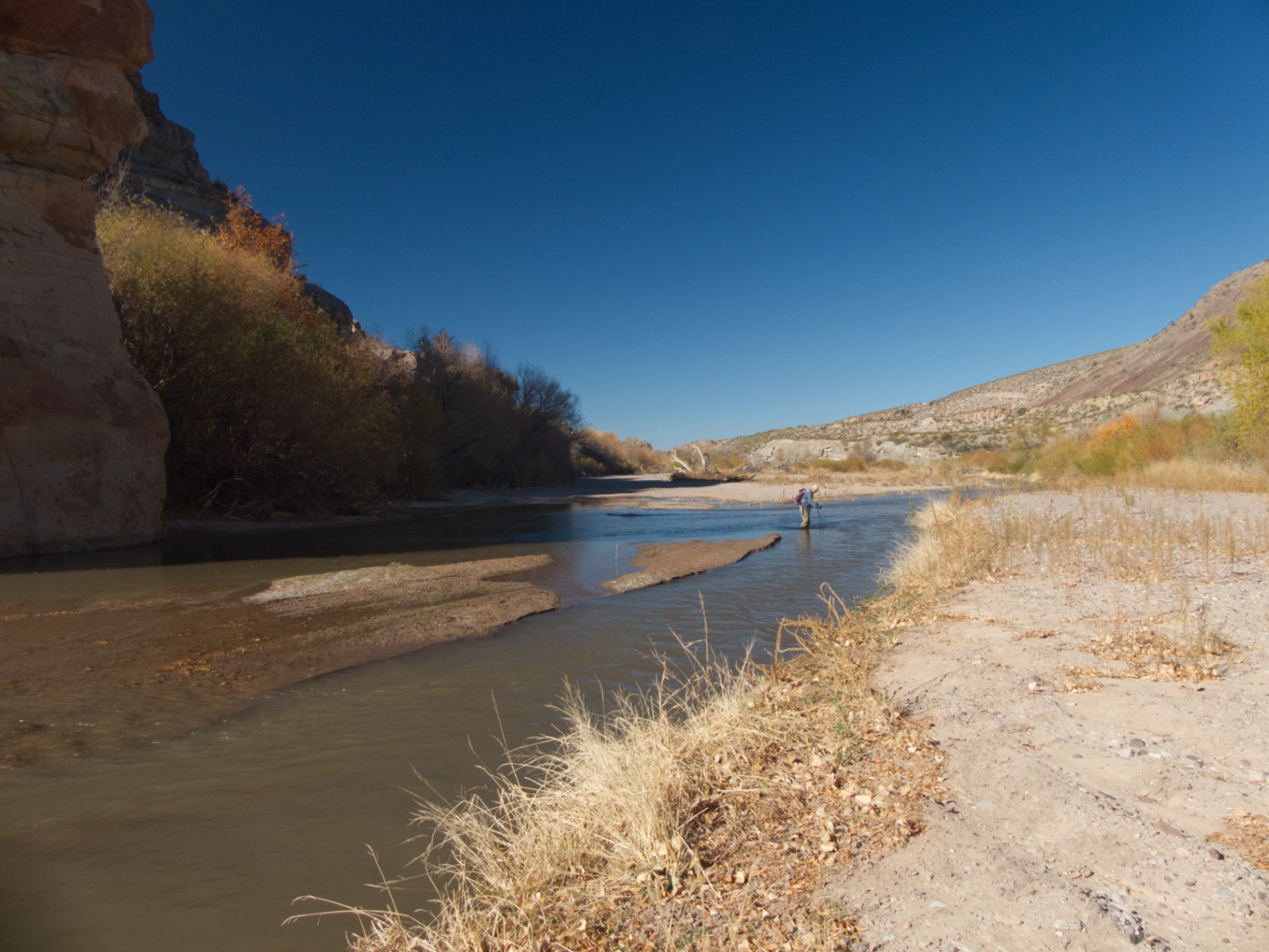 Dennis in the distance wading across the Gila River with yellow cottonwoods