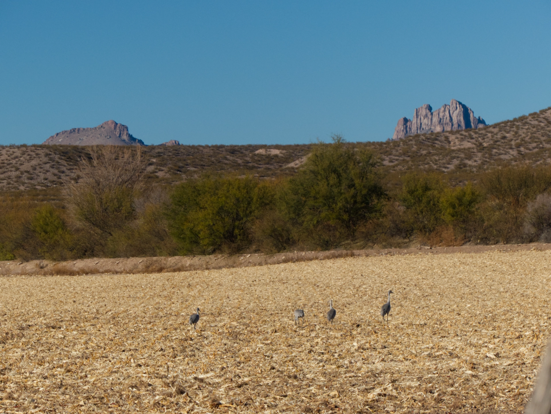 sandhill cranes in a field with mountains in the distance