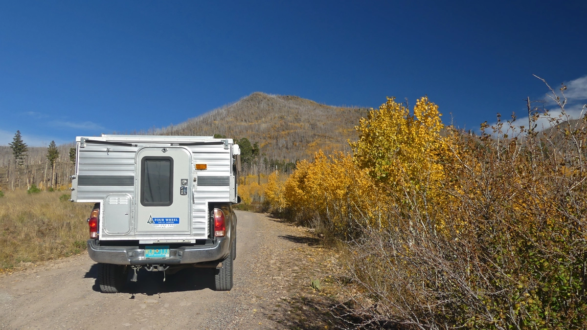 aspens along the road