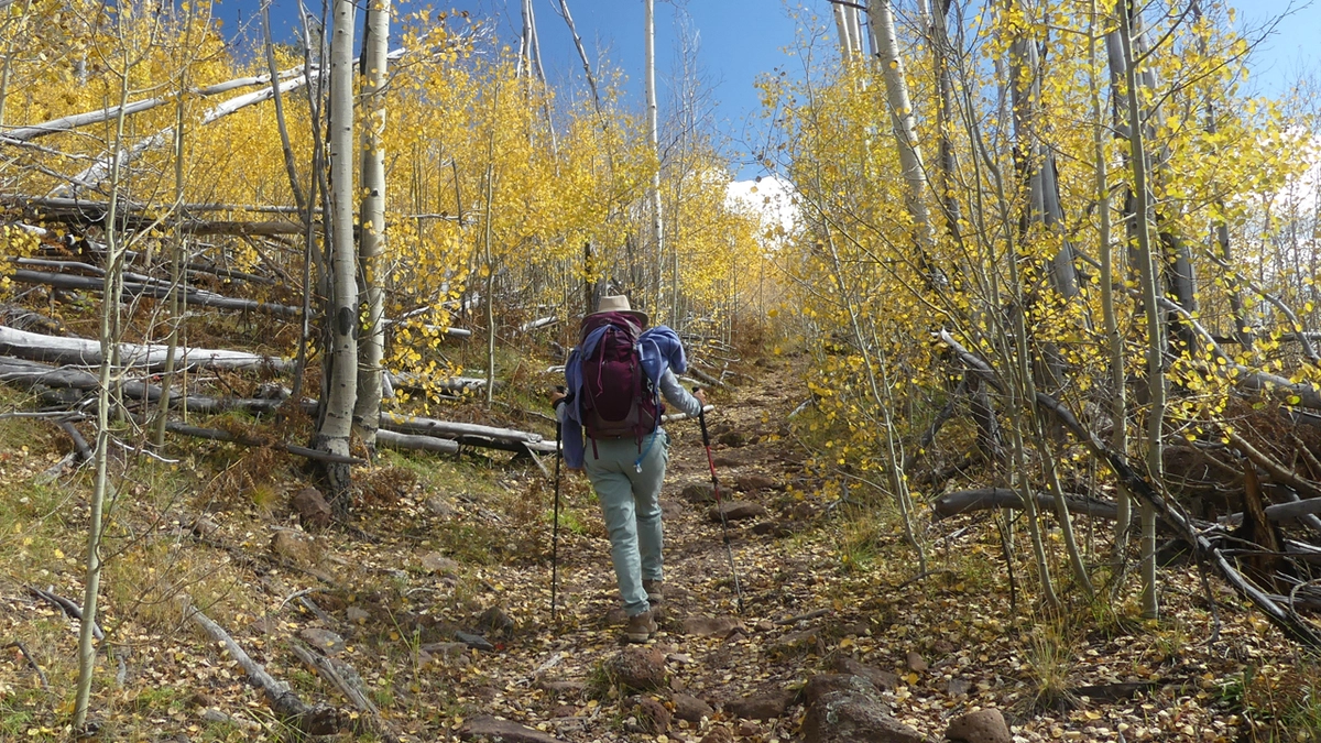 Marion hiking in aspens