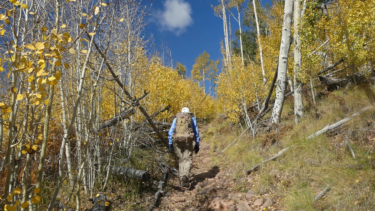 Dennis hiking in aspens