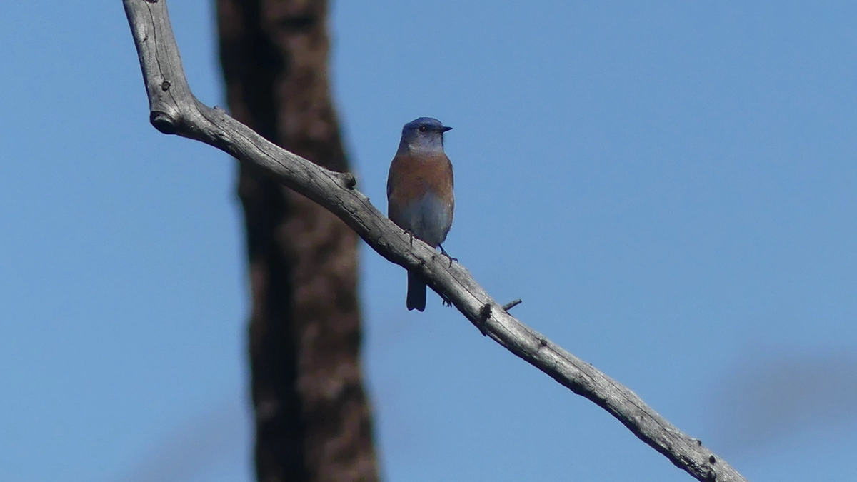 western bluebird