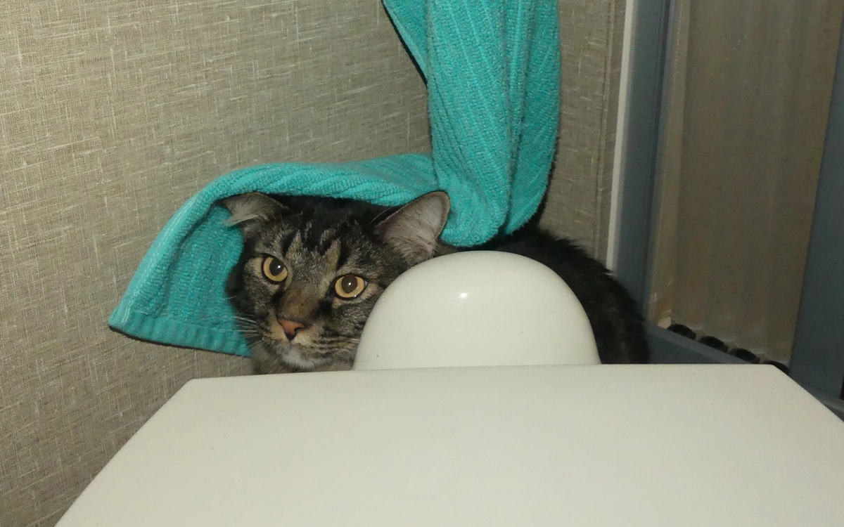 cat in hiding