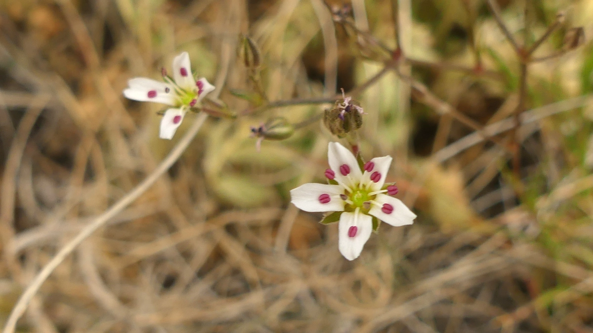 King's Sandwort