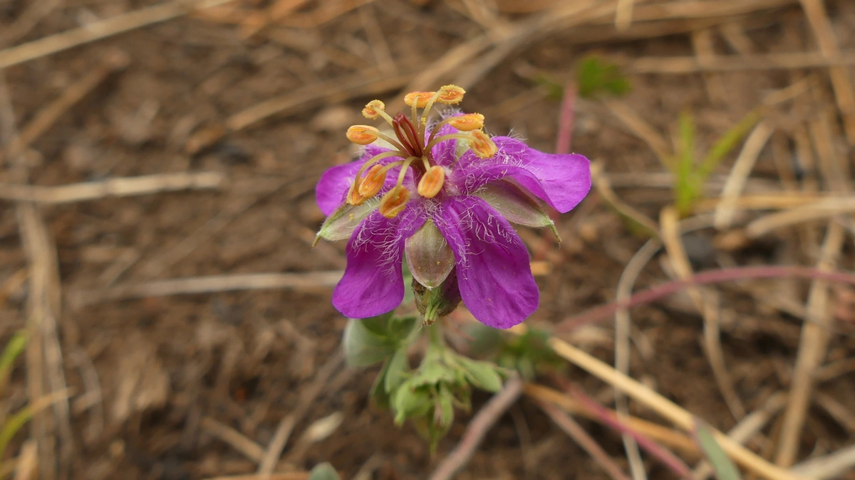 Pinewoods Geranium