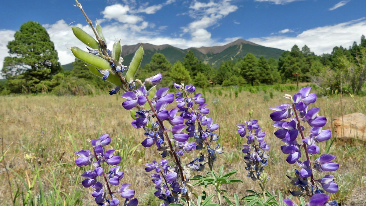 Silvery Lupine