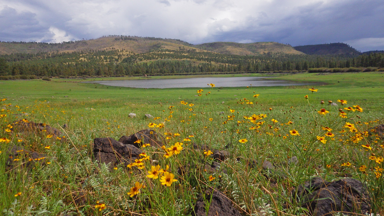 sunflowers at Tunnel Reservoir