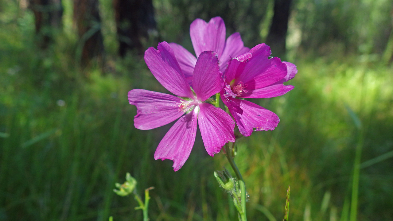 Salt Spring Checkerbloom