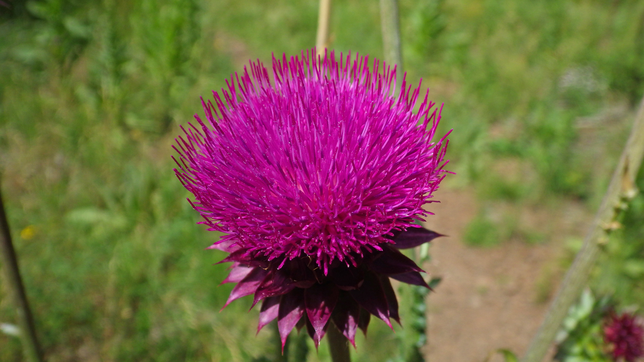 Thistle