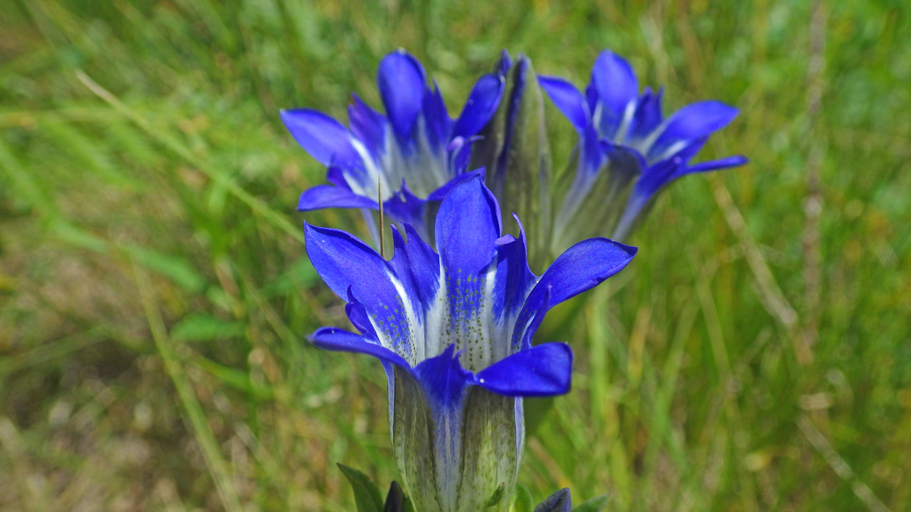 Parry's Gentian