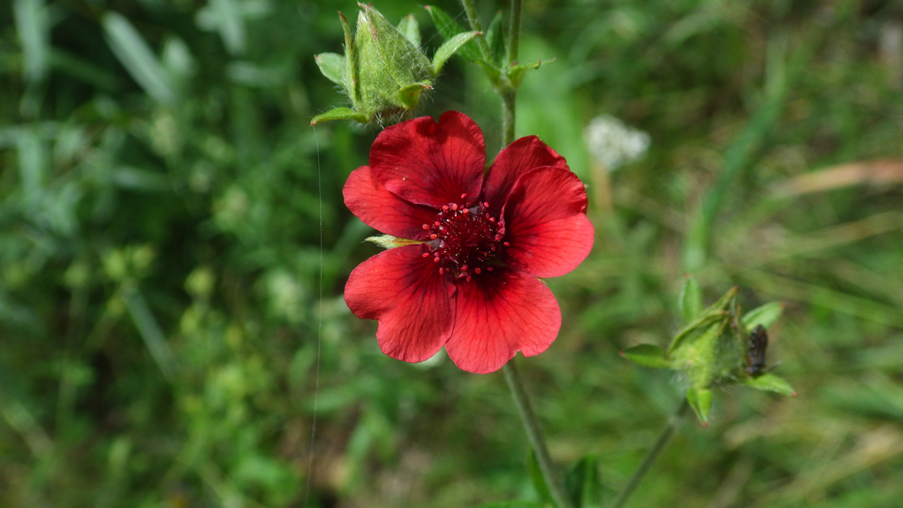 Scarlet Cinquefoil