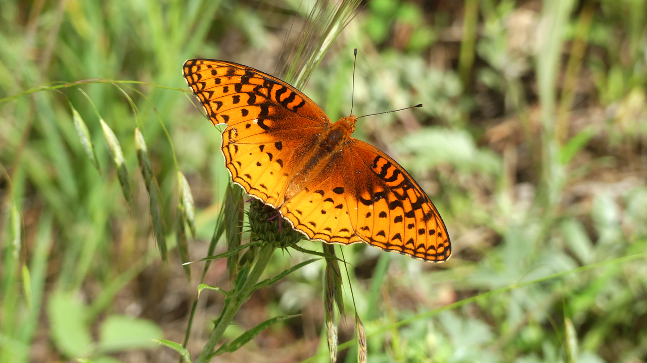 Fritillary