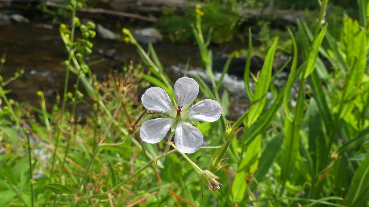 Richardson's Geranium