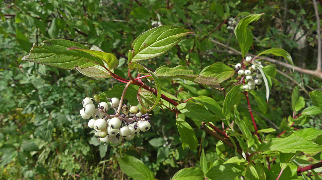 Red Osier Dogwood